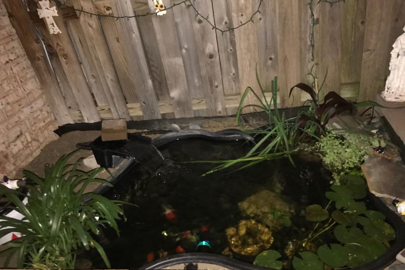 175 Gallon Goldfish Pond Thumbnail