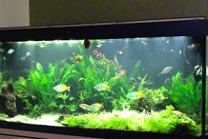 My Aquarium on Apr 8, 2017