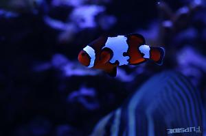 Snowflake Clownfish Thumbnail