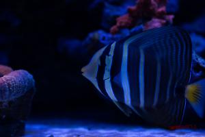 Sailfin Tang Thumbnail