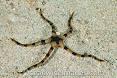 Brittle Sea Star, Banded