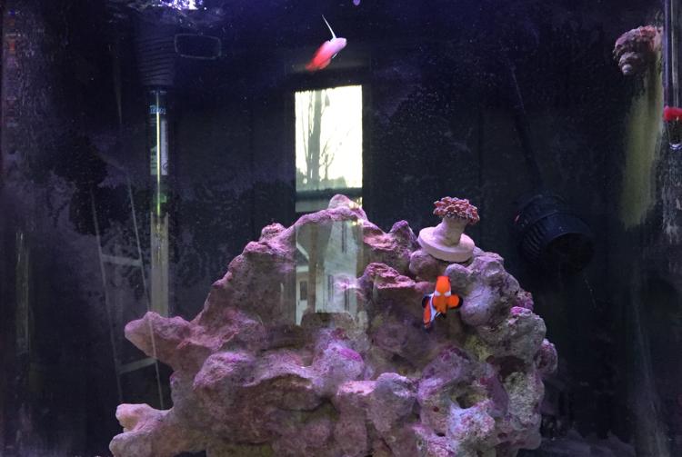 My Aquarium on Apr 12, 2017