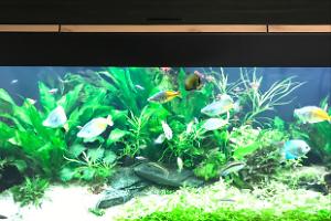 My Aquarium on Apr 15, 2017