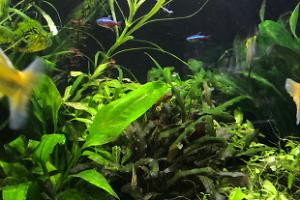 My Aquarium on Apr 15, 2017