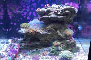 Nano Reef on Apr 15, 2017