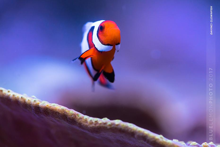 Davinci Clownfish / Amphiprion ocellaris var DaVinci 116