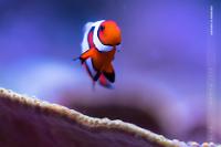 Davinci Clownfish Thumbnail