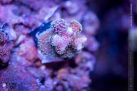 Ora Stellar Stylophora Thumbnail