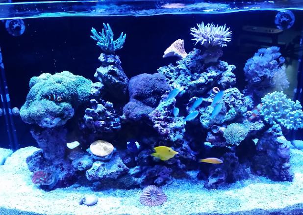 My Aquarium on April 16, 2017