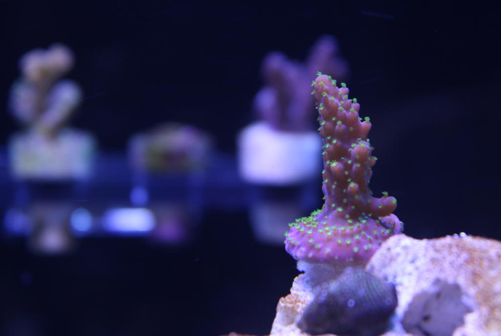 Acropora (Aussie Purple Bonsai)