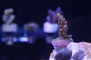 Acropora Aussie Purple Bonsai Thumbnail