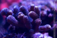 Ora Purple Stylophora Thumbnail