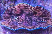 Derasa Clam Thumbnail