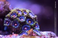 Blow Pops Zoanthids Thumbnail