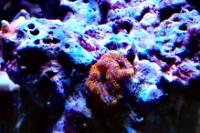 Acan Brain Coral Thumbnail