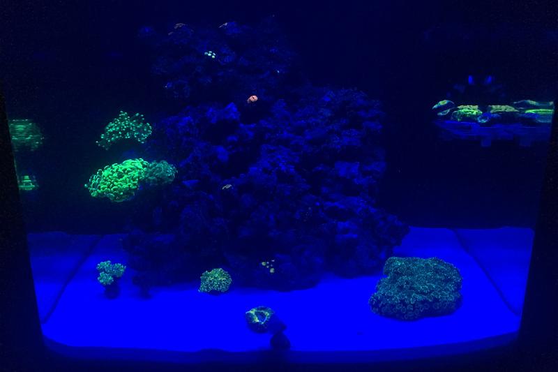 Coralife Biocube 32 LED Thumbnail