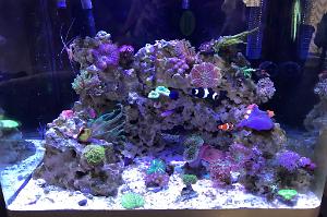 RJ'S Reef Thumbnail