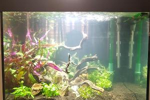 Planted tank Thumbnail