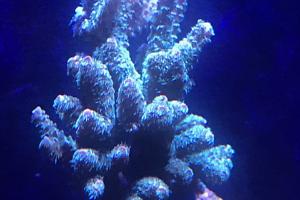 Acropora millepora Thumbnail