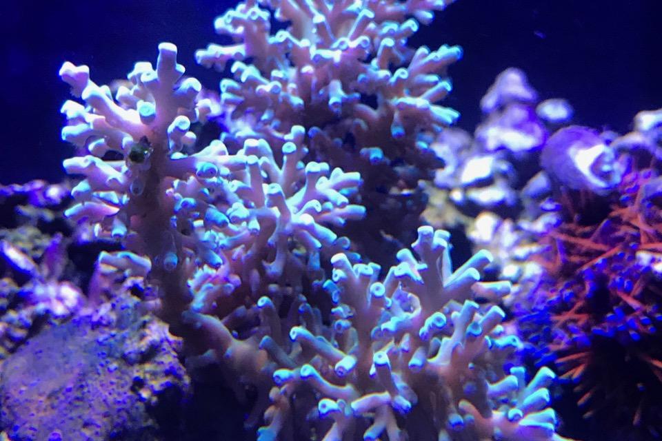 Acropora Latistella / Acropora latistella 10