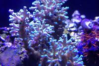 Acropora Latistella Thumbnail