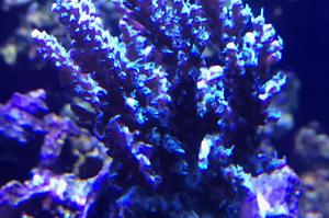 Acropora millepora Thumbnail