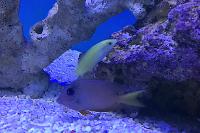 Jade Wrasse Thumbnail