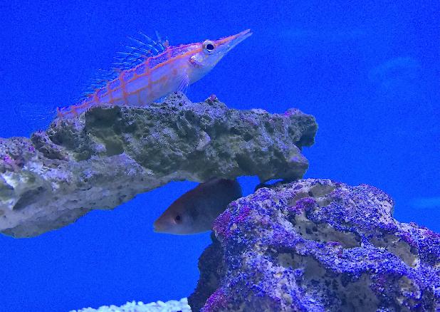 Longnose Hawkfish