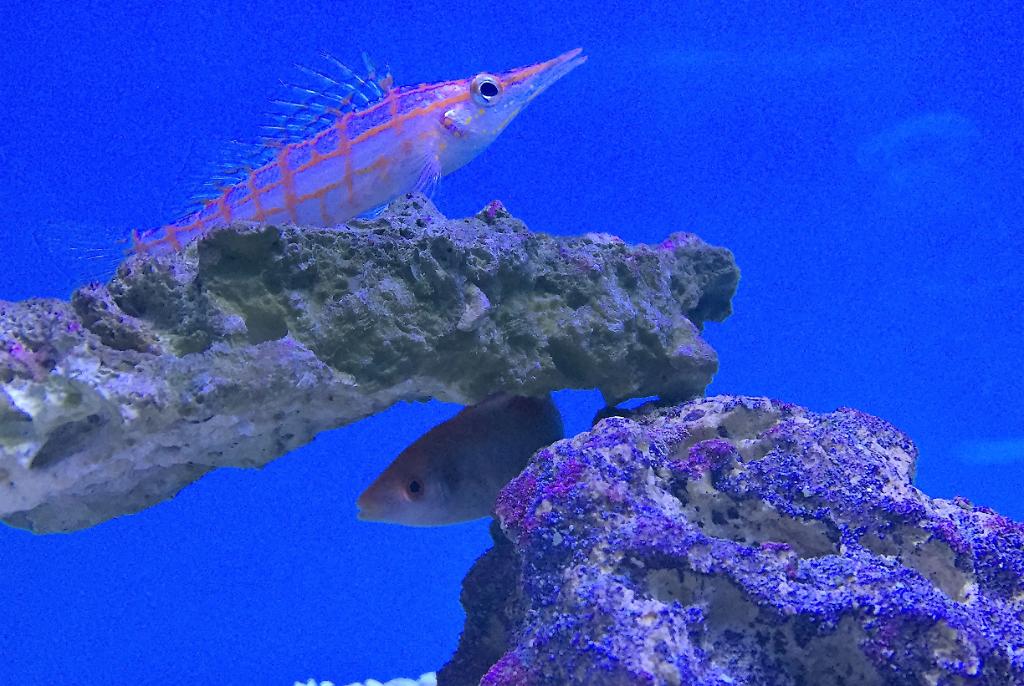 Longnose Hawkfish