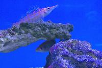 Longnose Hawkfish Thumbnail