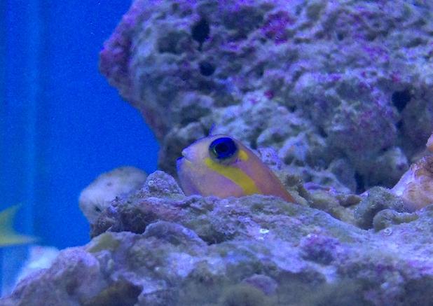 Midas Blenny