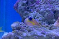 Midas Blenny Thumbnail