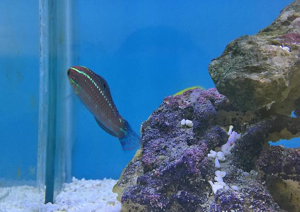 Pinkface Wrasse