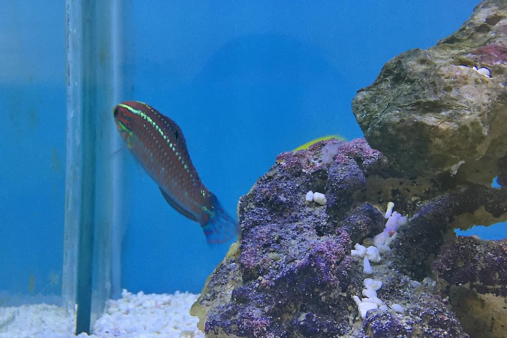 Pinkface Wrasse