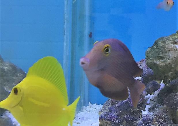 Yellow Tang