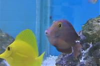 Yellow Tang Thumbnail