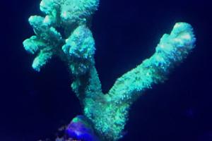 Green Hydnophora Horn Coral Thumbnail