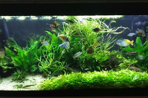 My Aquarium on Apr 30, 2017