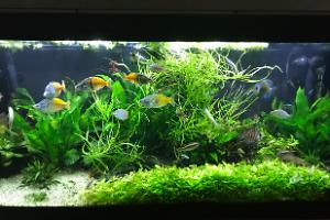 My Aquarium on Apr 30, 2017