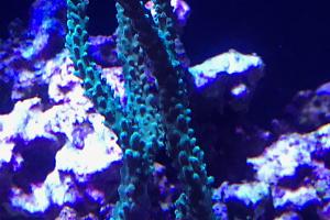 Teal Staghorn Acropora Thumbnail