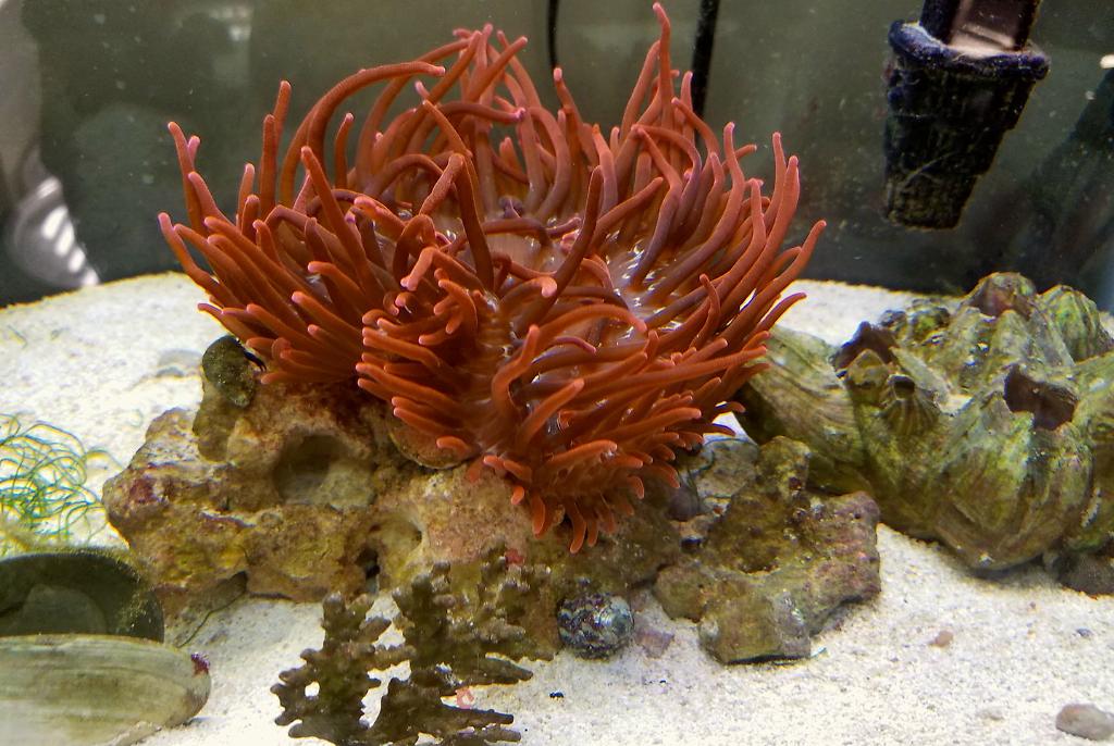 Anemone - Clown Tank on March 5, 2017