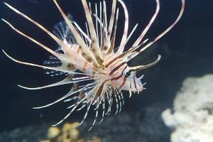 LionFish on Oct 26, 2016