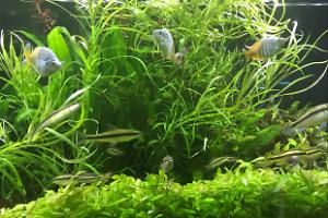 My Aquarium on May 2, 2017