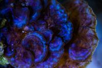 Blue Scroll Macro Algae Thumbnail