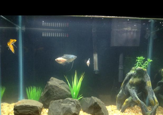 20 gallon on May 6, 2017