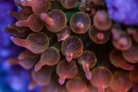 Rainbow Bubbletip Anemone Thumbnail