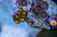 Scrambled Eggs Zoa Thumbnail