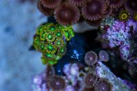 bright green zoas Thumbnail