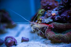 Red Line Cleaner Shrimp Thumbnail