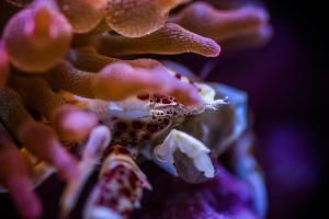 Porcelain Anemone Crab Thumbnail